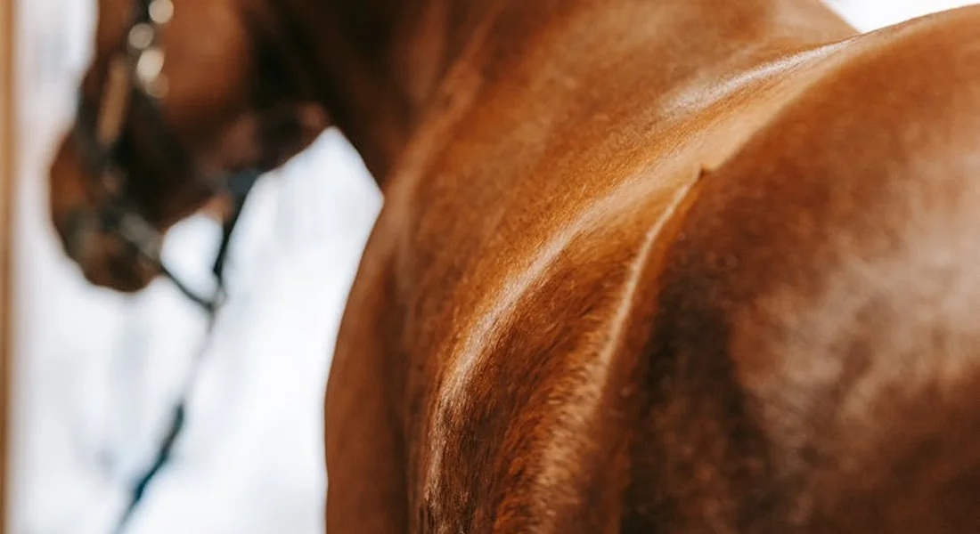 Close-up of a horse's brown coat with a blurred tack in the background.
