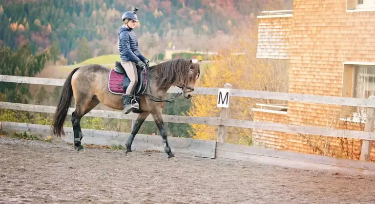 Rider on a horse in an outdoor riding arena with a wooden fence and autumn trees in the background.