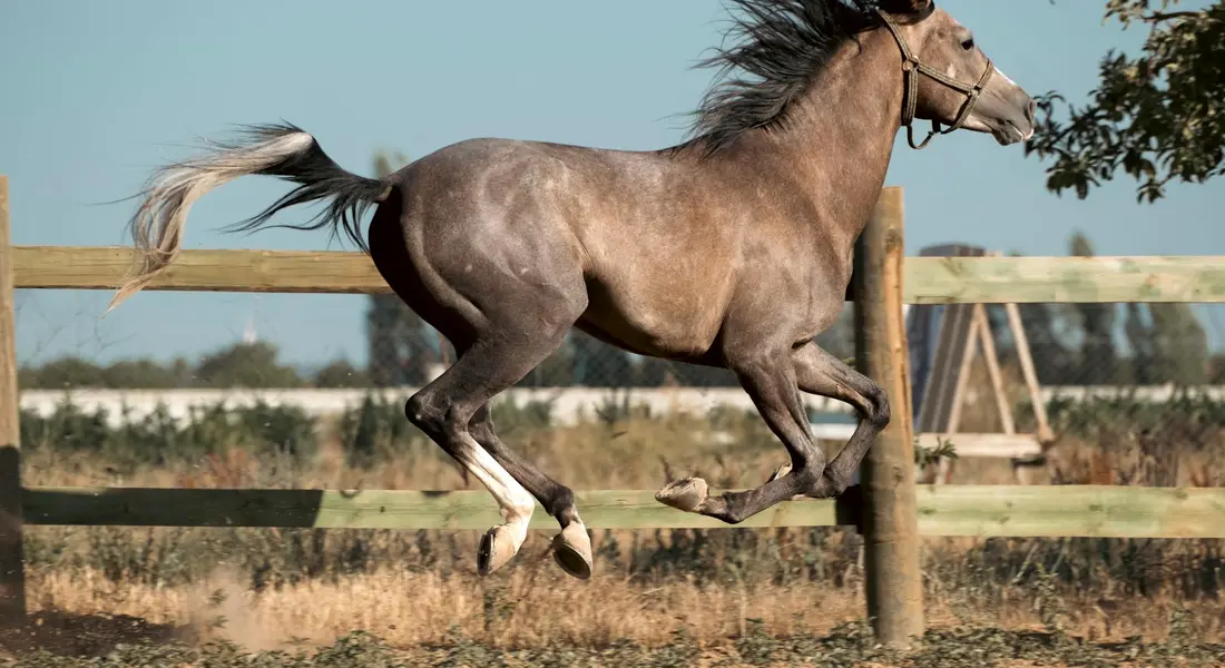 Horse jumping over a wooden fence in an outdoor paddock, demonstrating athletic movement.