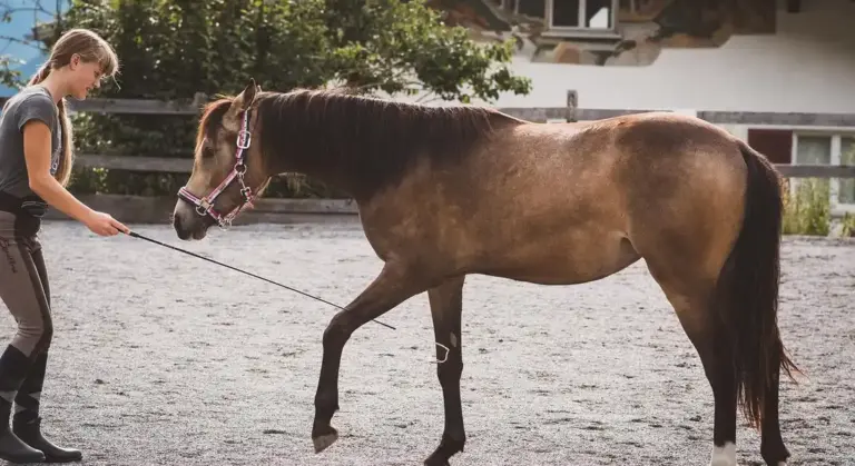 A trainer leading a brown horse on a lead in an outdoor arena