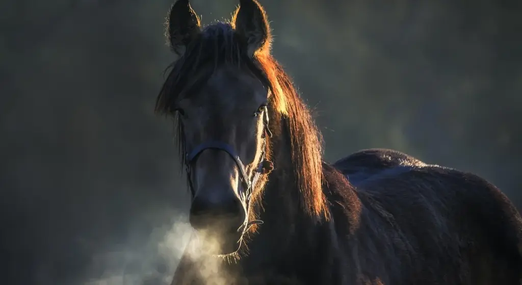 Training Considerations for Different Horse Breeds: A Tailored Approach