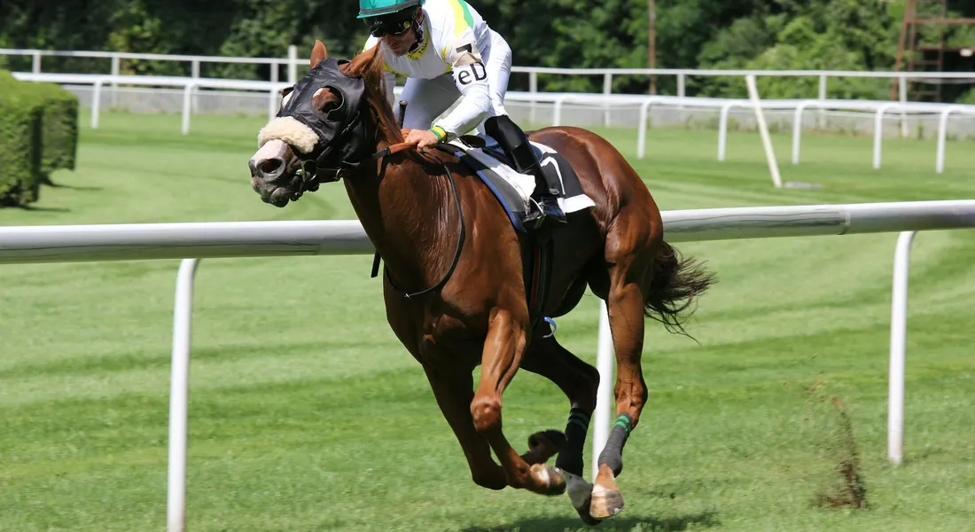 A jockey rides a brown horse sprinting on a grassy racetrack with white rails.