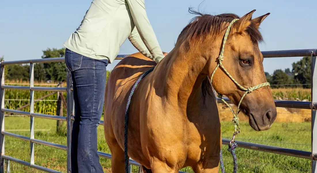 A trainer wearing jeans and a light jacket stands beside a chestnut horse in a sunny paddock near a fence.