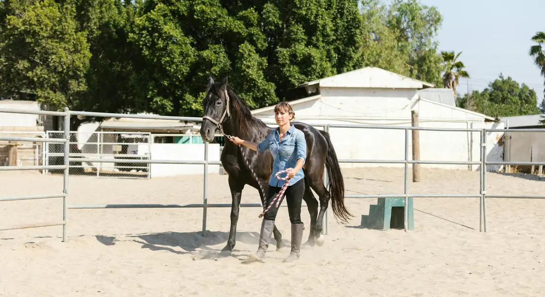 A rider in a light blue shirt guides a dark horse by the reins through a sandy outdoor arena bordered by metal fencing.