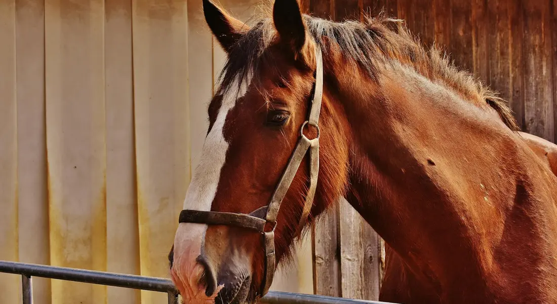 Chestnut horse wearing a halter, standing beside a wooden fence.