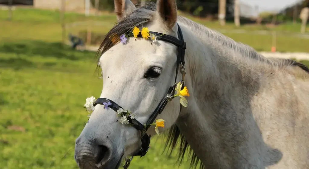 Pasture vs. Paddock: Real Benefits for Your Horse’s Health and Behavior