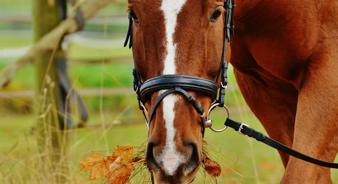 Close-up of a chestnut horse with a white blaze wearing a bridle, facing the camera in a field, with leaves in its mouth.