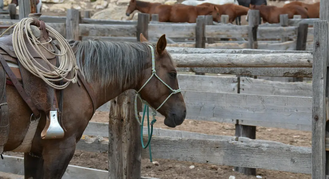 A brown horse wearing a rope halter stands in a wooden fenced paddock; another horse is visible in the background.