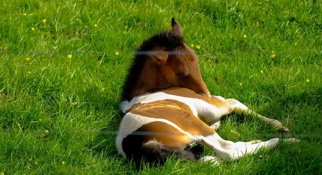 Horse resting on a sunny green field, lying on its side with legs folded