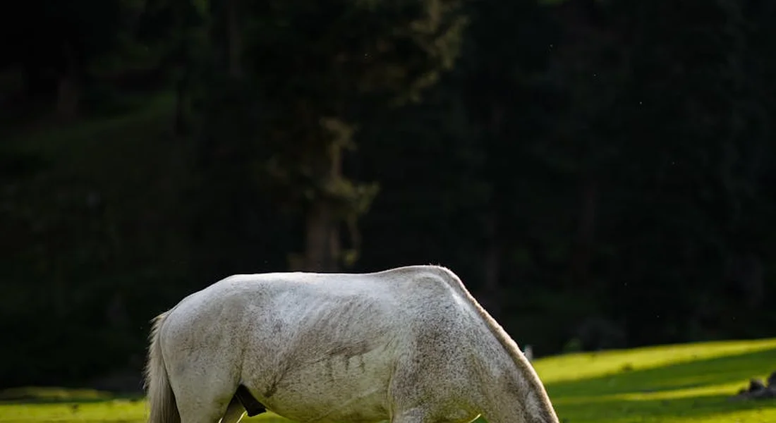 A light-colored horse grazing in a sunlit field with a dark forest in the background.