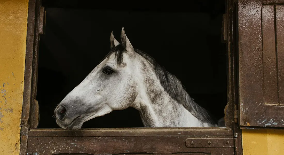 A white-gray horse peers out of a stall window, its head framed by the wooden window.