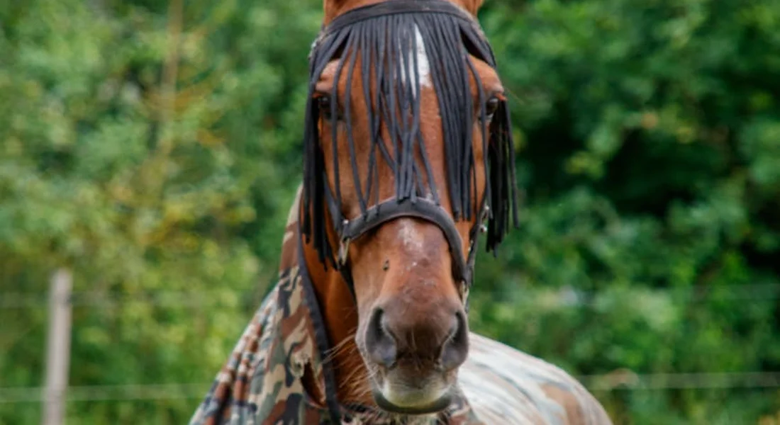 Close-up of a horse wearing a hooded winter blanket with fringe across its eyes, standing outdoors among green trees.