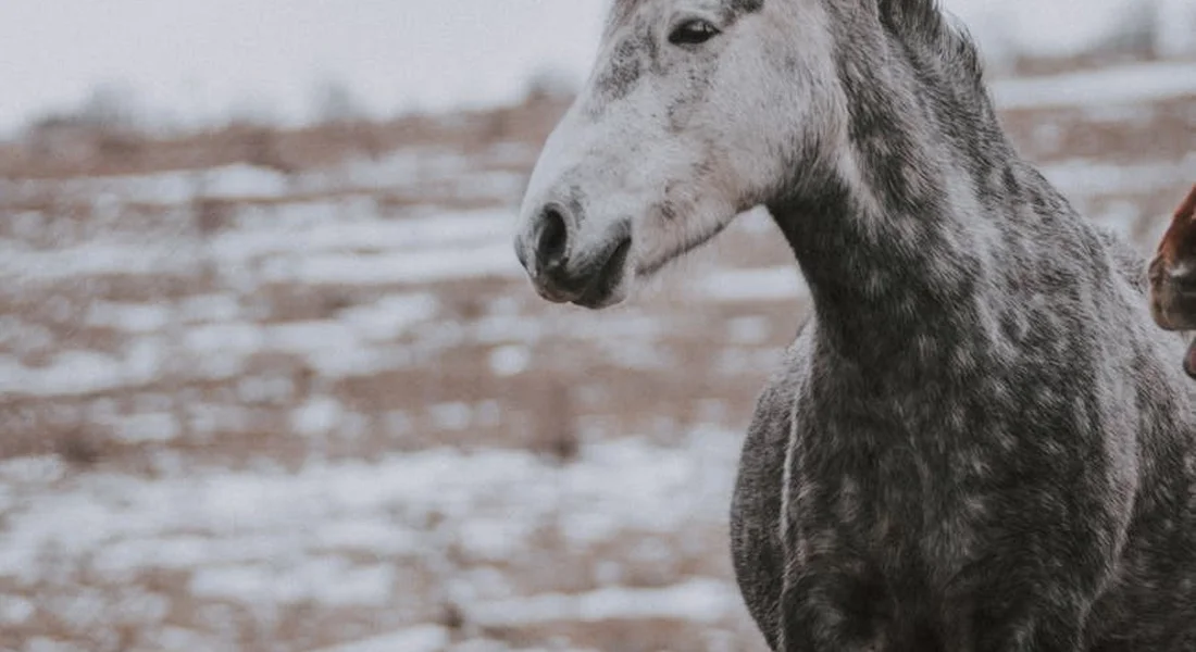 Close-up of a gray horse against a snowy landscape.