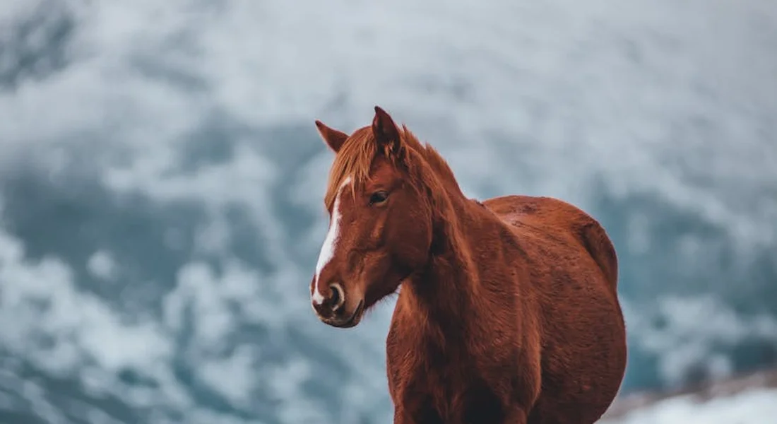 Chestnut horse standing in a snowy, mountainous landscape