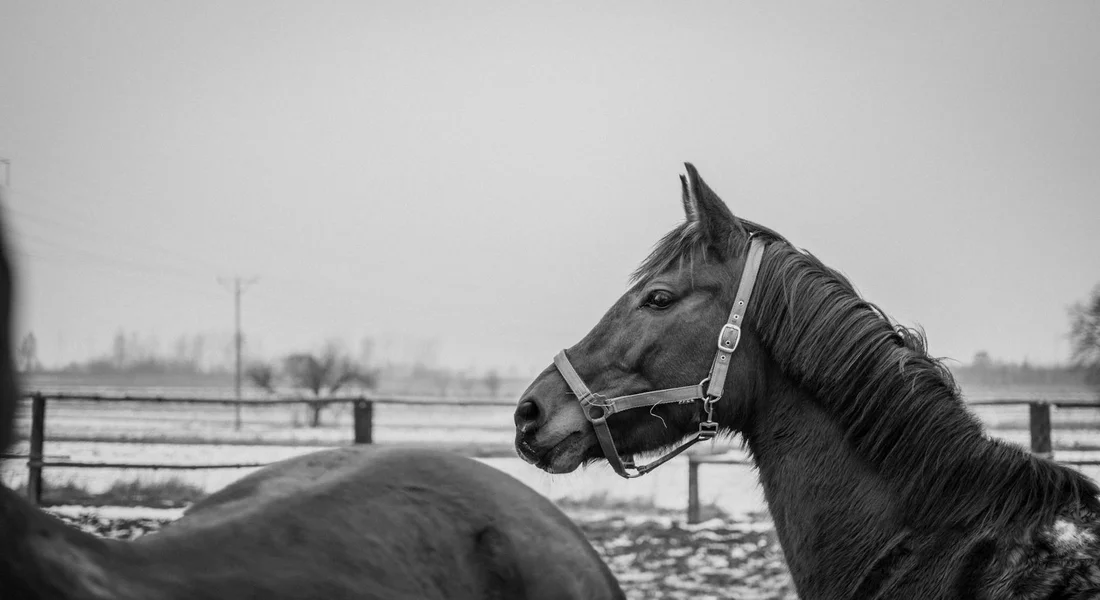 Black-and-white photo of a horse wearing a halter, standing in a snow-covered paddock with a fence in the background and another horse partially visible in the foreground.