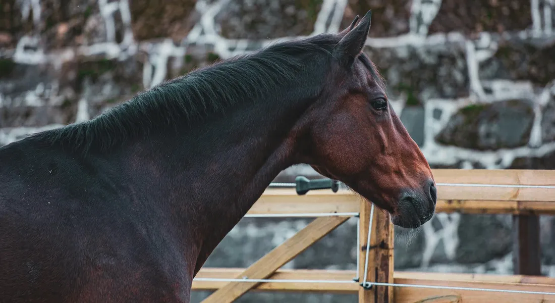 Close-up of a dark bay horse standing by a wooden stall gate with a stone wall in the background