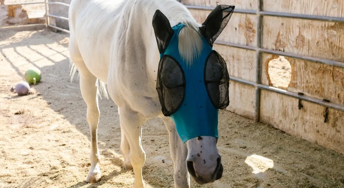 White horse wearing a blue fly mask with mesh eye panels in a sunlit pen.