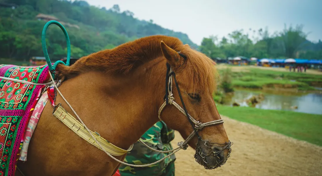 Close-up of a brown horse wearing a bridle and colorful saddle blanket, with a lead rope attached, standing outdoors by a riding area.