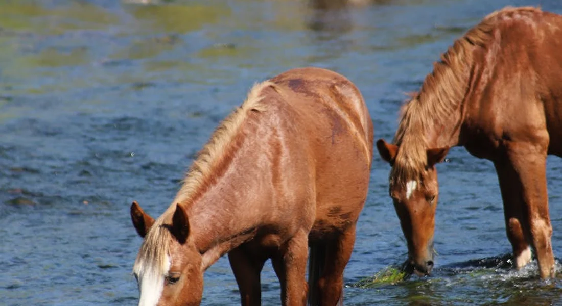 Two brown horses drinking from a shallow pond, heads lowered as they sip from the water.