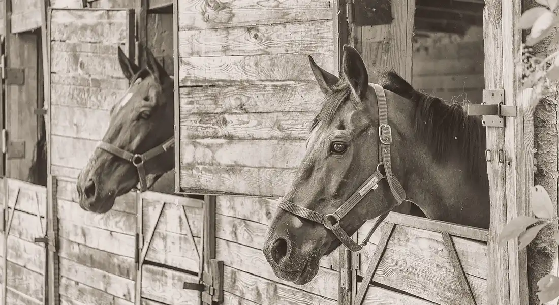 Two horses lean from their stalls in a wooden barn, illustrating a calm setting for discussing treatment and management of drooling in horses.