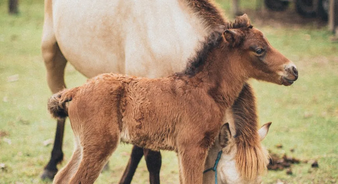 A foal standing beside its mare in a grassy pasture