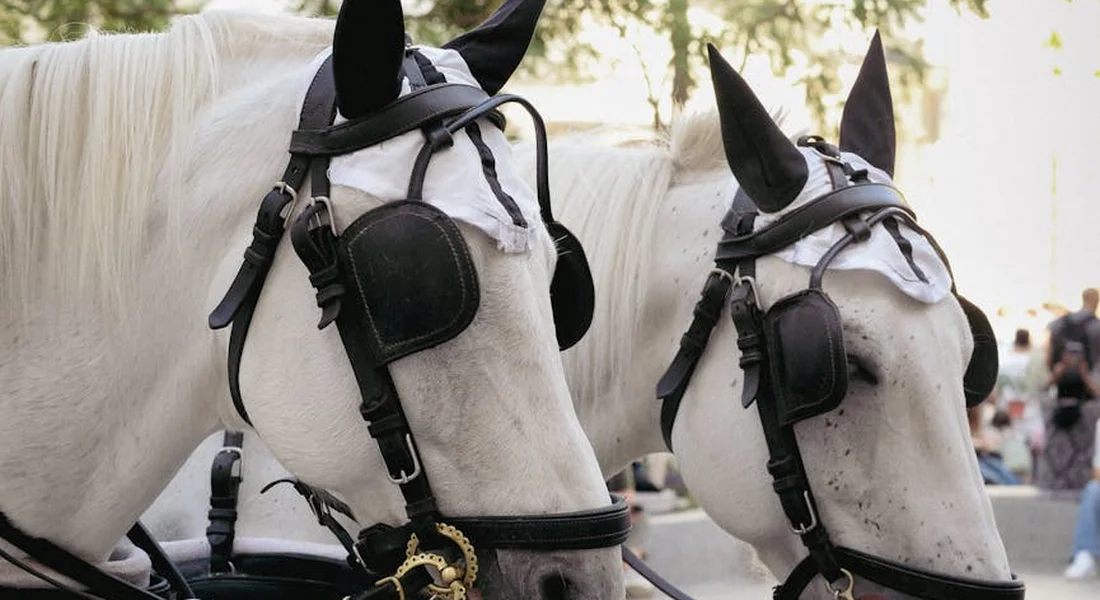 Two white horses wearing black harnesses and bridles