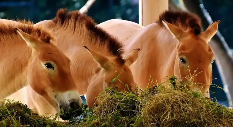 Three horses eating hay from the ground in a paddock