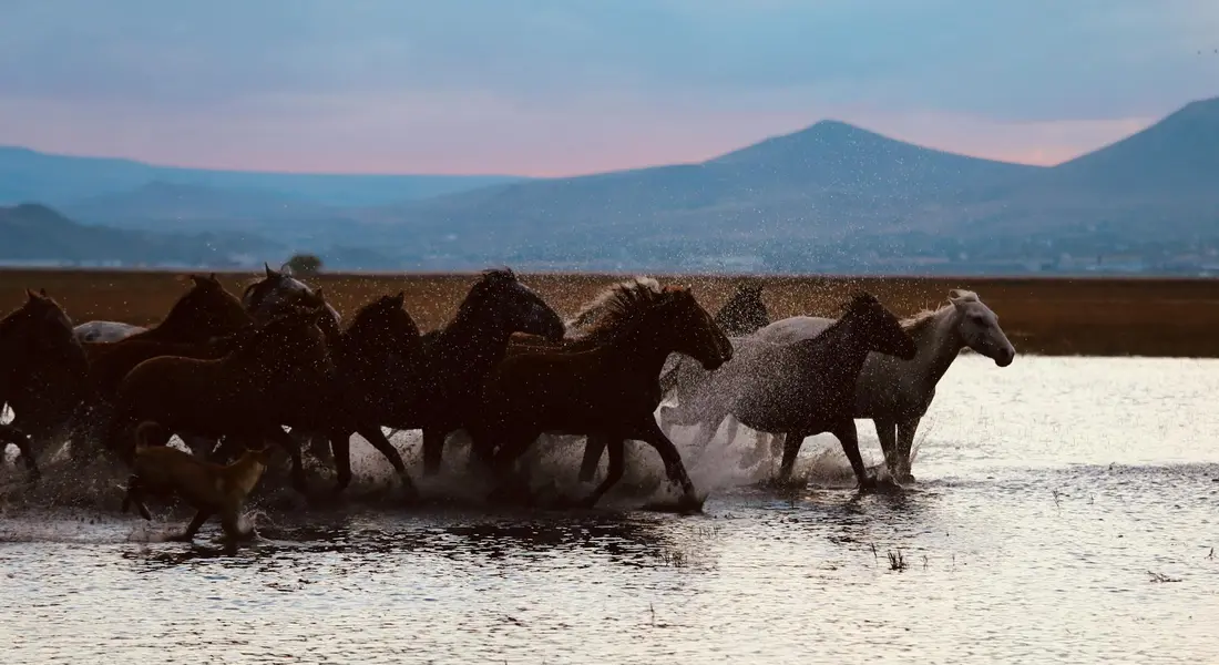 A group of horses running together through shallow water with distant hills at sunset.