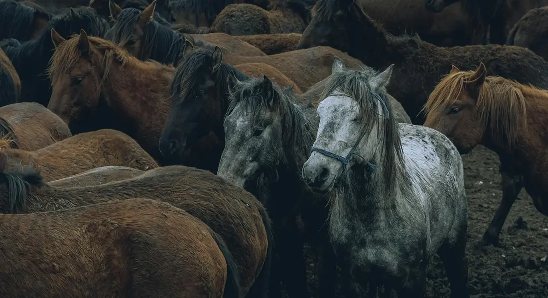 A group of horses standing close together in a herd, with a light gray horse among brown horses, illustrating social dynamics and the importance of companionship.