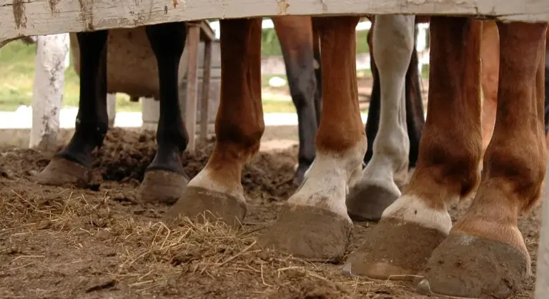 Close-up of multiple horse hooves and lower legs standing on dirt under a wooden barrier