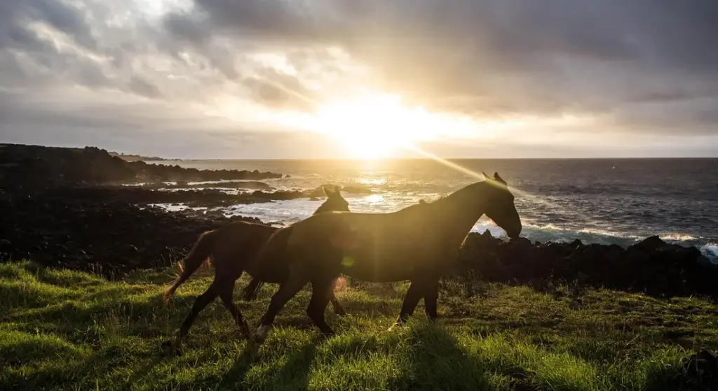 The Ideal Pasture Rotation Schedule for Healthier Horses