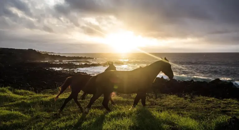 Two horses grazing on a grassy hillside by the sea at sunset.