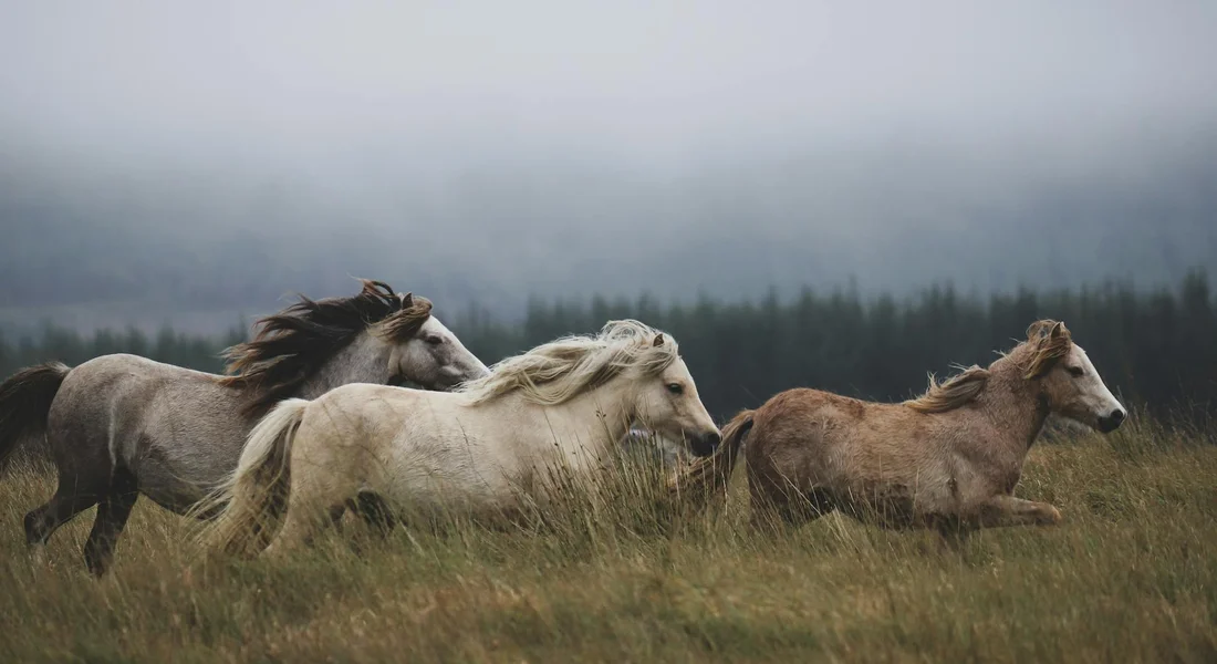 A herd of horses galloping across a grassy, windswept field under a misty sky.