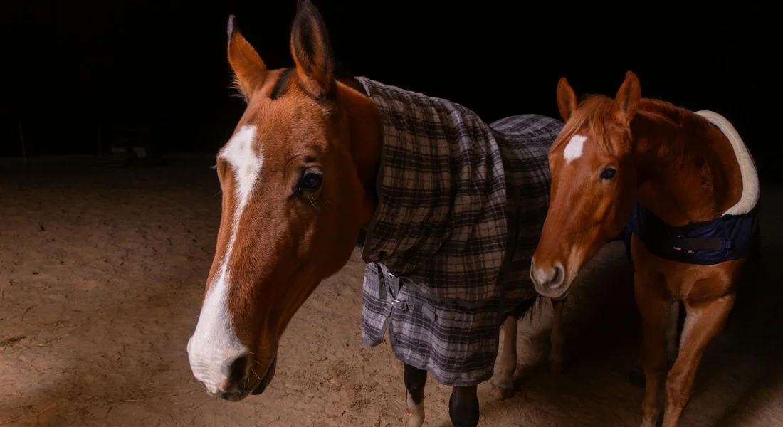 Two horses wearing blankets in a dim stable; the front horse has a white blaze on its face, while the other wears a plaid blanket.