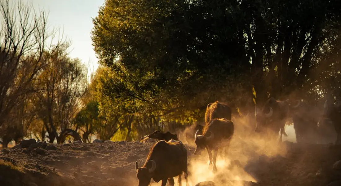 Horses in a dusty paddock at sunset, with trees in the background.