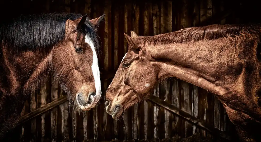 Two horses in a stable touching noses, illustrating companionship and emotional support.