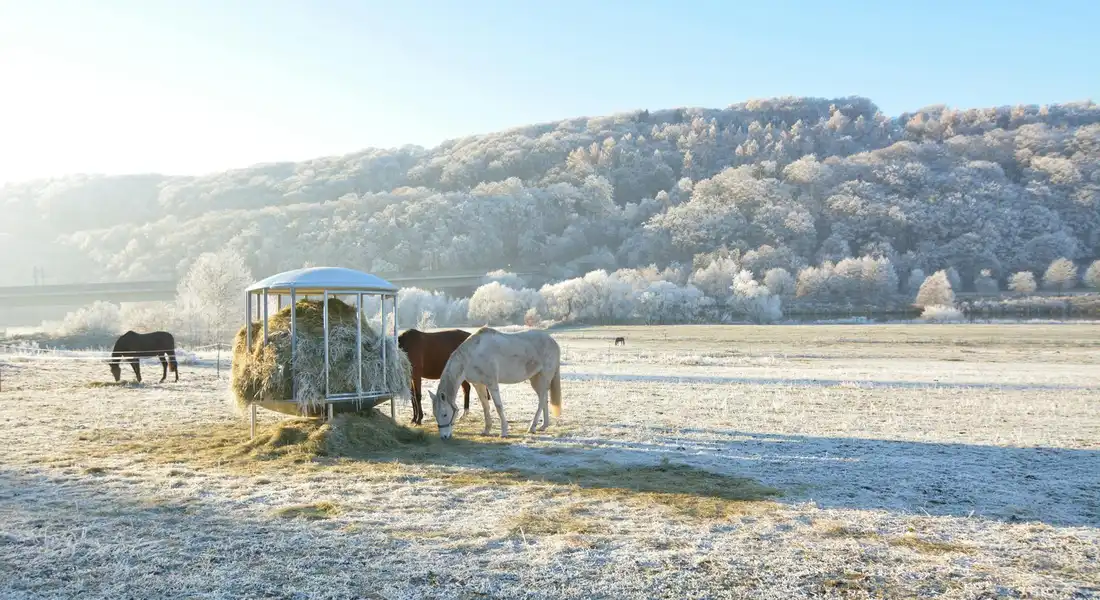 Two horses grazing near a hay bale feeder in a snowy, sunlit pasture with a wooded ridge in the background.