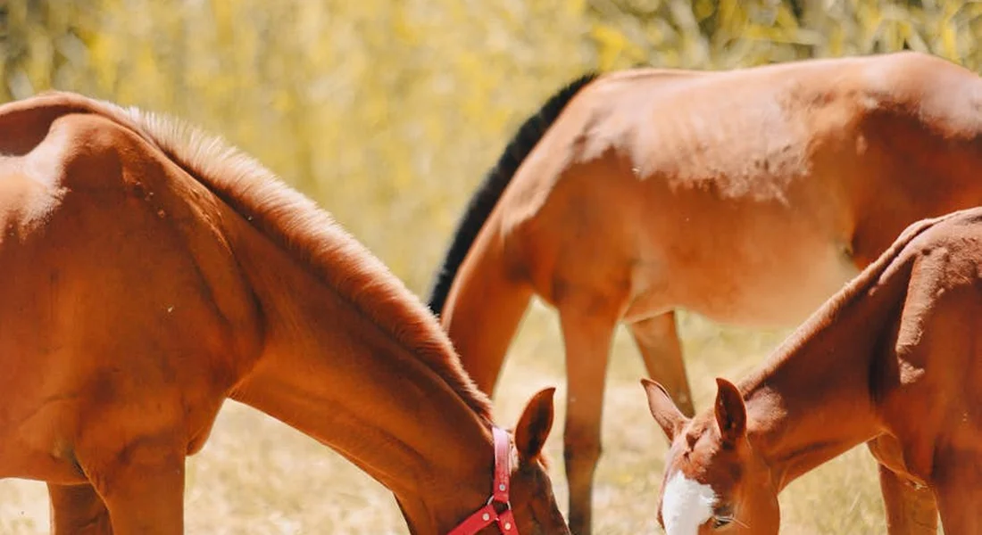 Three horses with heads down, feeding in a sunlit field.