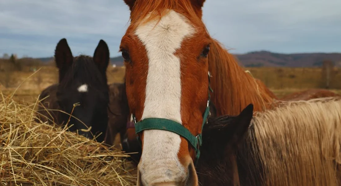 Close-up of a chestnut horse with a white blaze feeding hay, with a dark horse in the background, outdoors on a sunny day.