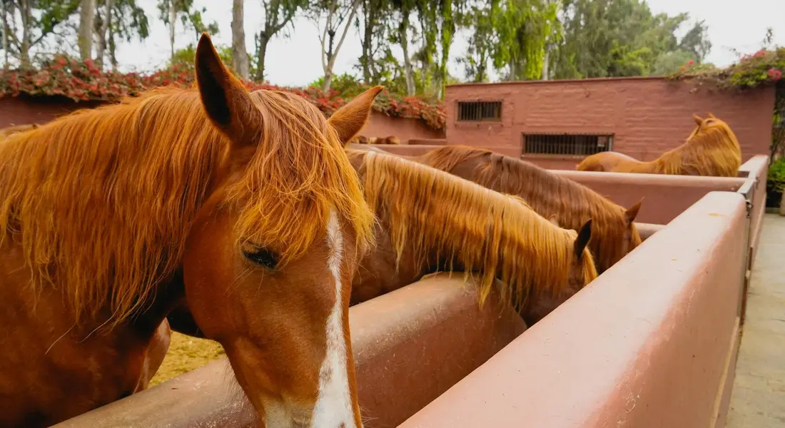 Several horses lean over a long feeding trough in a stable, with heads lowered toward feed.