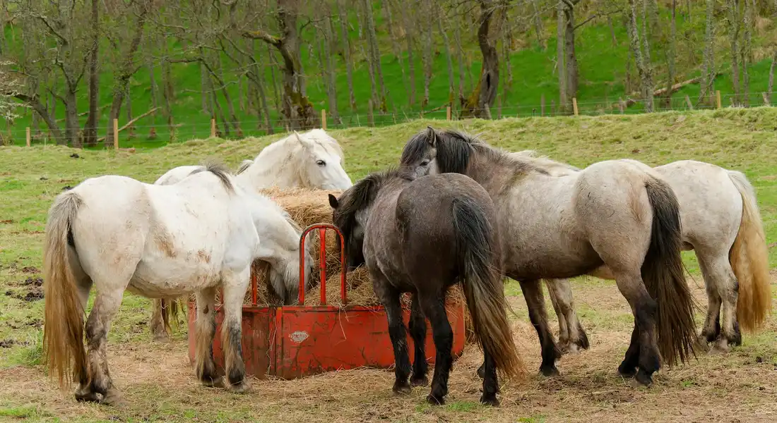 A group of horses gathered around a red feeding trough in a pasture.
