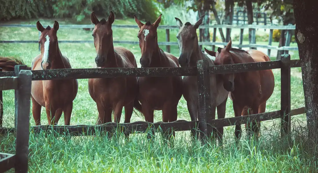 Group of horses standing behind a wooden fence in a green pasture.