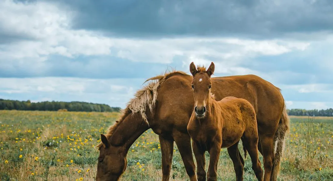 A mare and her foal grazing in an open field under a cloudy blue sky.