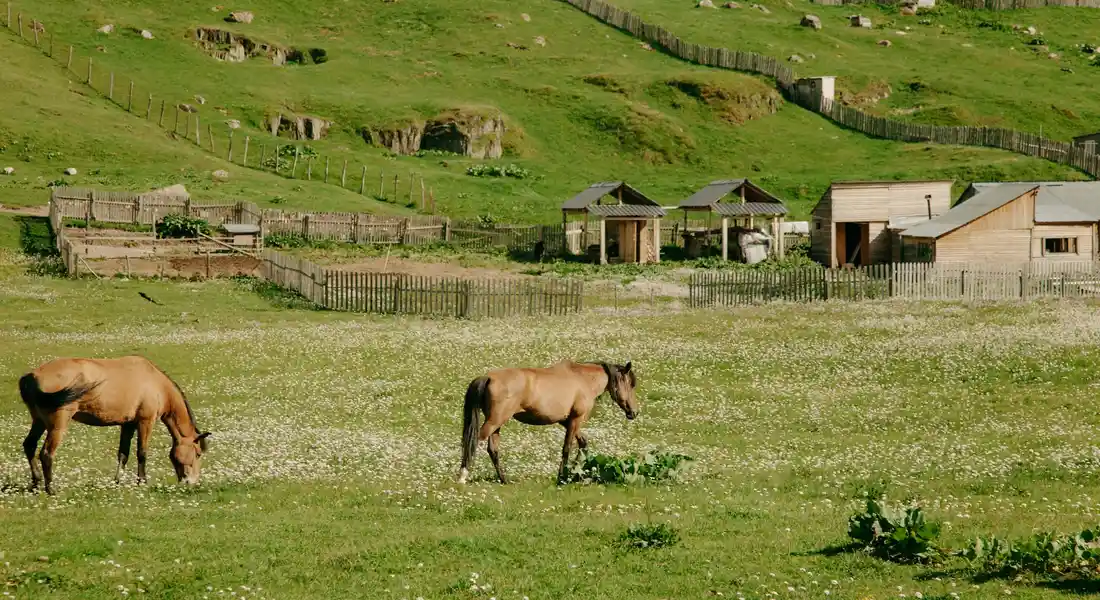 Two horses grazing in a green pasture with rolling hills, fencing, and farm buildings in the background.