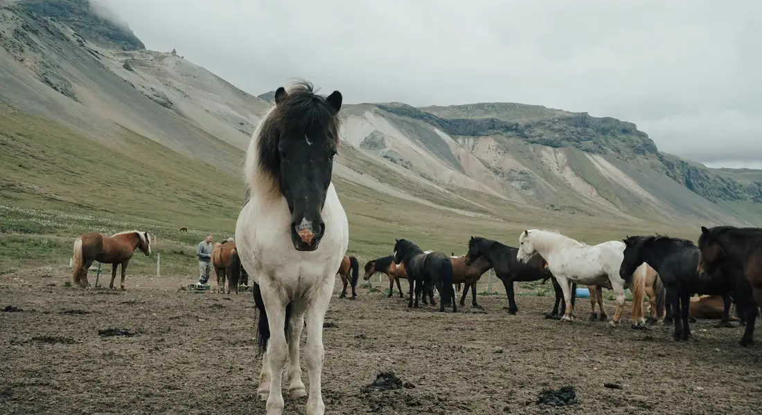 A group of horses standing in a wide, flat field with rugged mountains in the background.