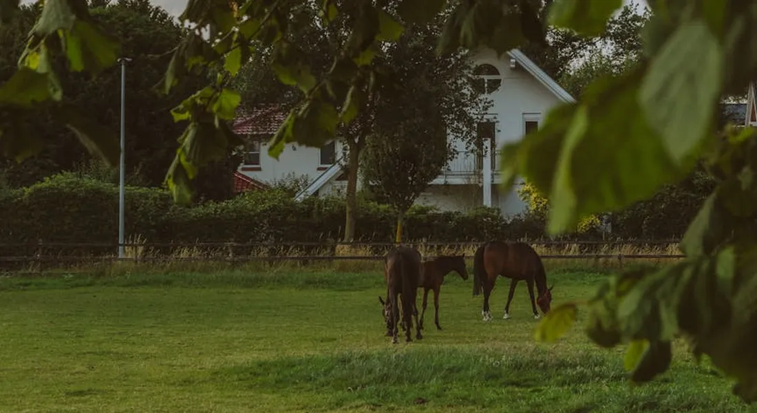 Three horses grazing and standing in a grassy pasture near a white house, with leafy branches in the foreground.