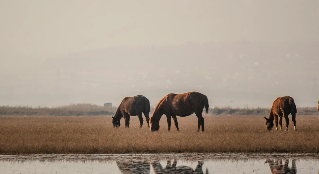 Three horses grazing in a flat, grassy field beside a small body of water, with distant hills on the horizon.