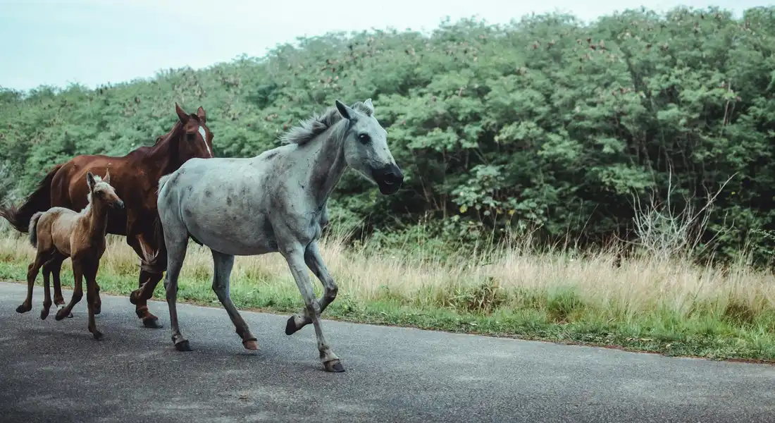 A small herd of horses walking along a rural road, led by a gray horse with a brown horse and a foal following, against a backdrop of trees and grass.