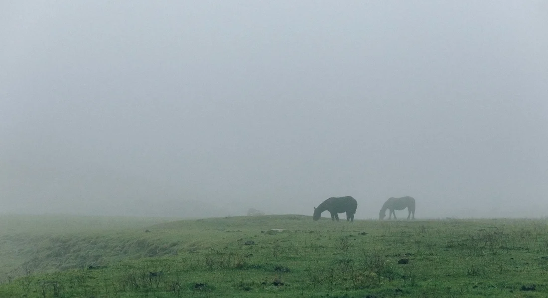 Two horses standing in a foggy, open pasture.