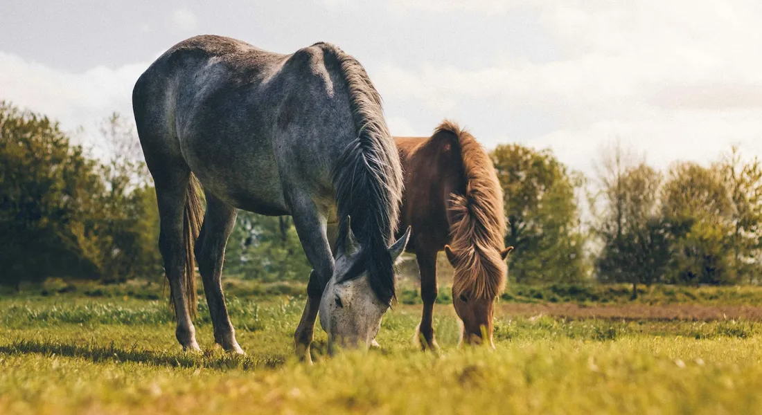 An adult horse and a foal graze together in a sunlit pasture with trees in the background.